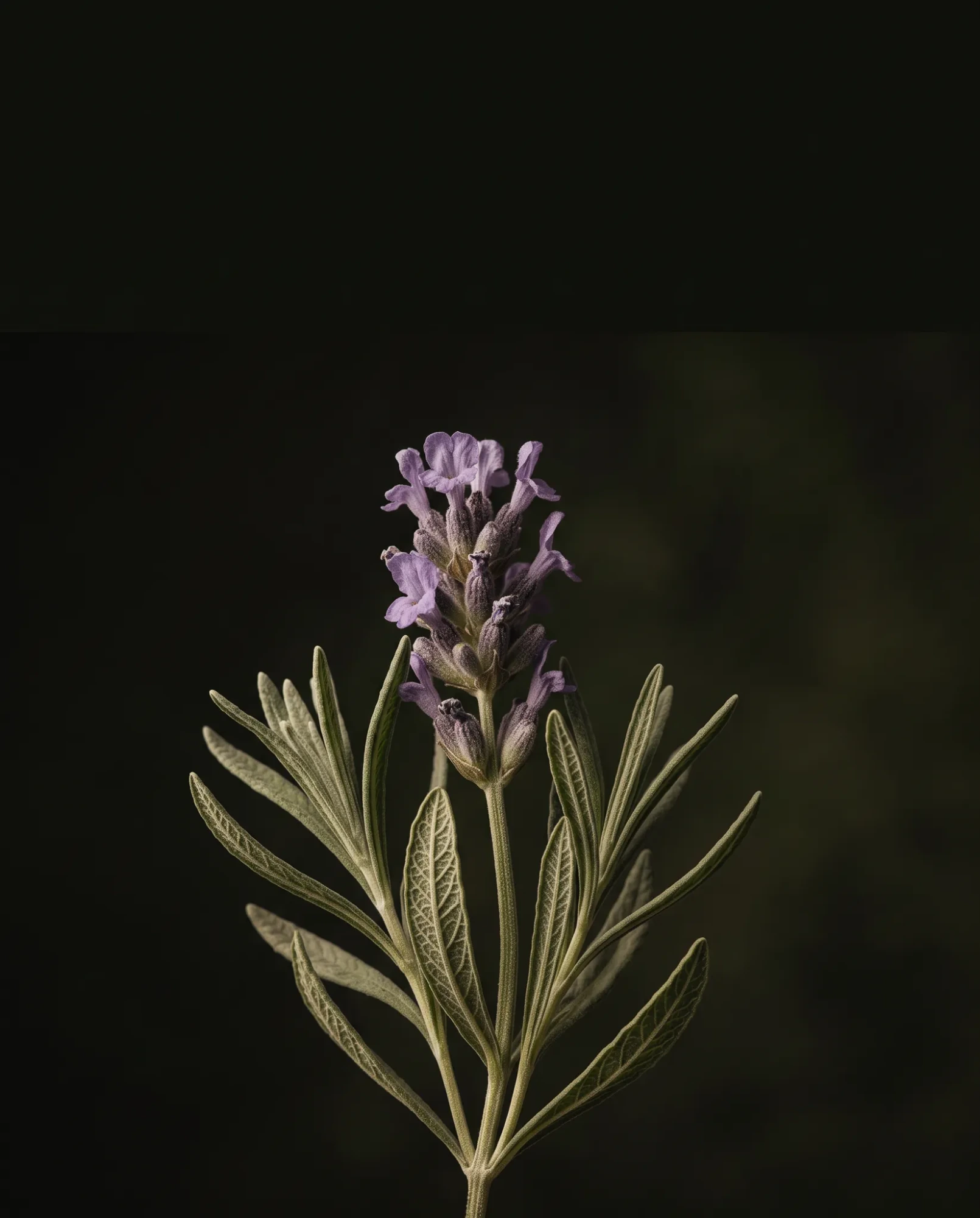 NatureOS - Bio-inspired AI