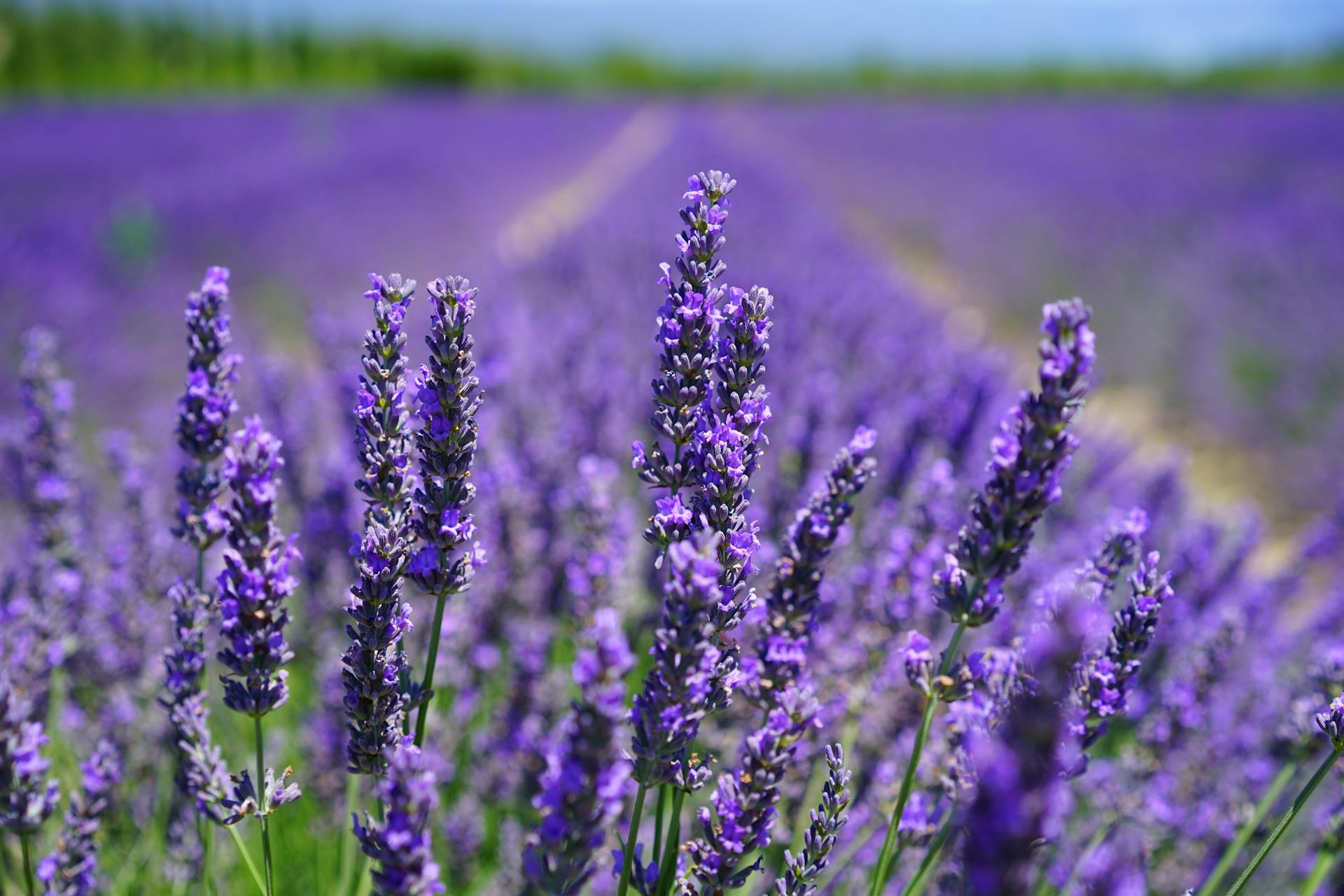 Lavender field symbolizing calm and balance